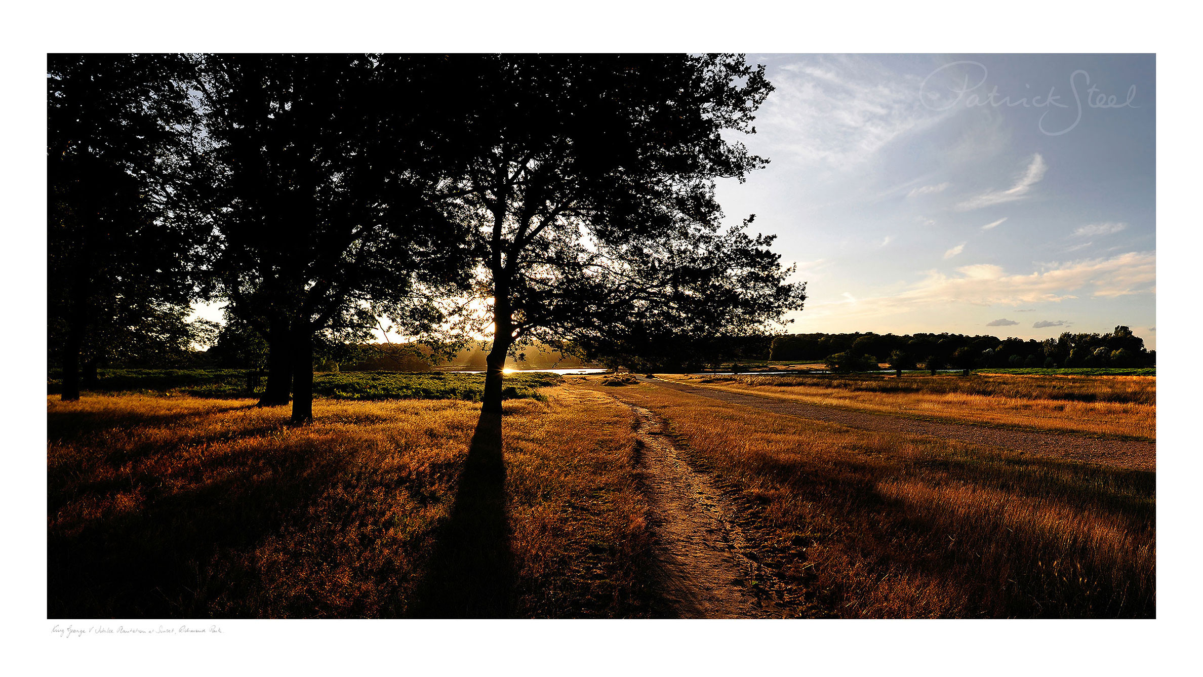 Landscape Photograph of Richmond Park : King George V Jubilee Plantation at Sunset
