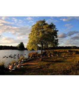 Landscape Photograph of Richmond Park : Upper Pen Pond I