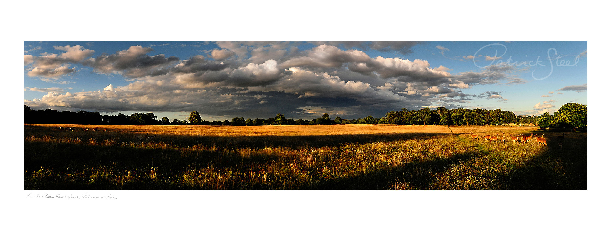 Landscape Photographs of Richmond Park : View to Sheen Cross Wood